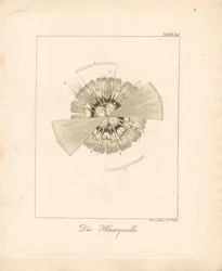 Löwenmähnenqualle