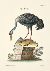 Der Kranich