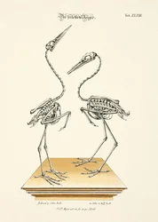 Die skelettierten Reiher