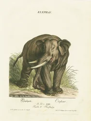 Asiatischer Elefant in natürlichem Lebensraum