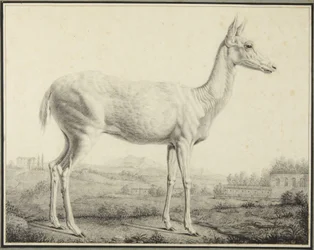 Hirsch