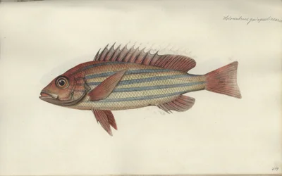 Lutjanus quinquelineatus, vor 1790