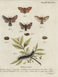 Östlicher Eggar und kleiner Eggar-Motten.