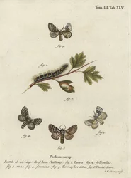 Blasser Eichenspinner, Trichiura crataegi