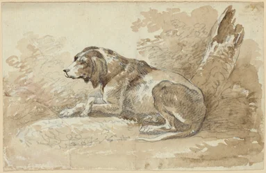 Zwei Hundestudien