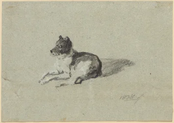 Zwei Hundestudien
