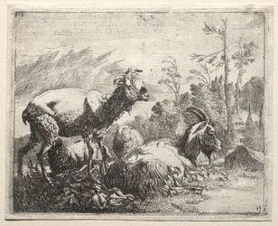 Ziegen