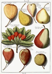 Verschiedene Birnensorten, 1760-1766