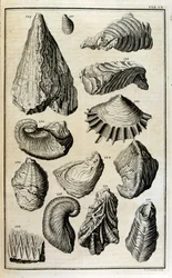 Versteinerte Überreste von Muscheln, die durch die große biblische Flut zerstört wurden