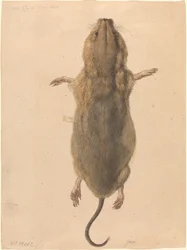 Eine Feldmaus von oben
