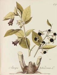 Abbildung aller ökonomischen Pflanzen, 1786-1788