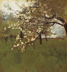 Blühender Apfelbaum