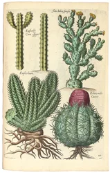 Kakteen, 1641
