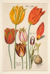 Florilegium novum, hoc est Variorum Maximeque Radiorum Florum ac Plantorum (Blumenplatte); (Tulpen); aus einem Satz von 81 Platten