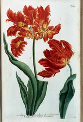 Rote Tulpe. Botanische Tafel