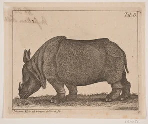 Ein Nashorn