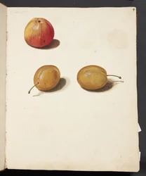 Studie von Apfel und Pflaumen