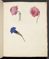 Studie einer rosa Rose und einer blauen Blume