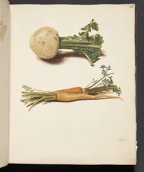 Studie von Rüben und Karotten