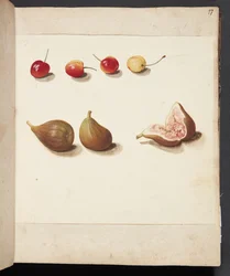 Studie von Kirschen und Feigen
