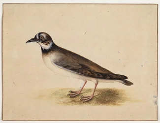 Vogel