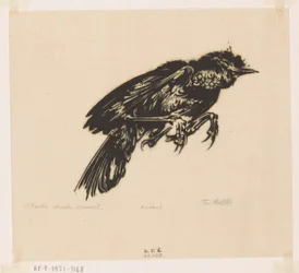 Toter Spatz