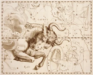 Stier (Sternzeichen), Gravur aus Firmamentum Sobiescianum sive Uranographia, vollständiger Sternenkatalog von Johann Hevelius, gedruckt in Danzig