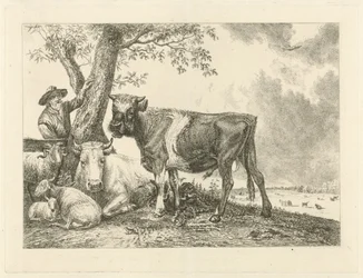 Stier und Bauer