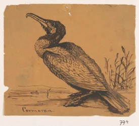 Kormoran