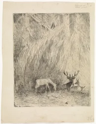 Hirsche in einem böhmischen Wald