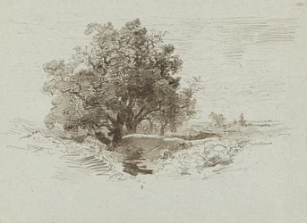 Gruppe von Eichen in Wolfheze