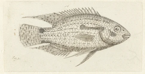 Tropischer Fisch Chromis epse