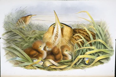 Rohrdommel (Botaurus Stellaris)