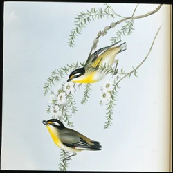 Schwarzkopf-Pardalote (Pardalotus Melanocephalus)