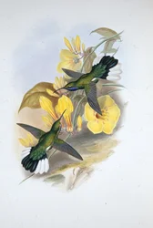 Blaukehl-Säbelflügel (Campylopterus Ensipennis)