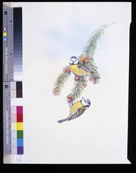 Blaumeise (Parus Caeruleus)