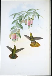 Messingschwanz