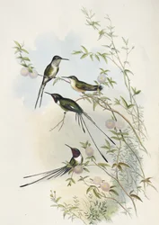 Coras Scherenschwanz