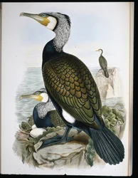 Kormoran (Phalacrocorax Carbo)