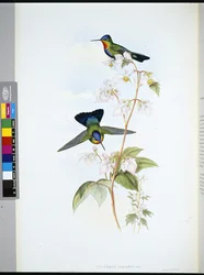 Costa-Rica-Kolibri (Panterpe Insignis)