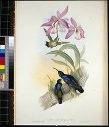 De-Lattres Säbelwinge (campylopterus Delattrei)