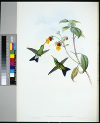 Grünköpfiger Saphir (Eucephala chlorocephela)