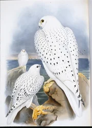 Grönlandfalke (Falco Candicans)