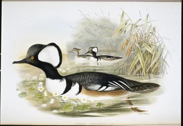 Kappensäger (Mergus Cucullatus)