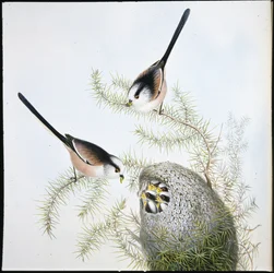 Schwanzmeise (Mecistura caudata)