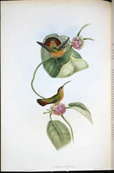 Mazeppa-Einsiedler (Glaucis Mazeppa)