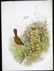 Nachtigall