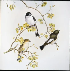 Trauerschnäpper (Muscicapa Atricapilla)