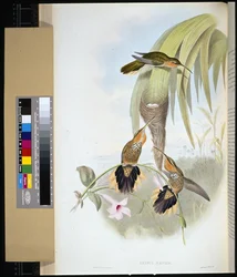 Sägeschnabel (handkolorierte Lithografie)