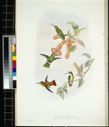 Glänzender Sonnenstrahl (aglaeactis cupreipennis)